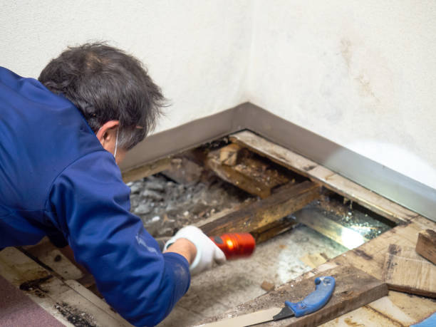 Best Mold Damage Repair  in One Loudoun, VA