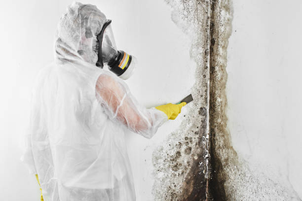 Best Black Mold Removal  in One Loudoun, VA