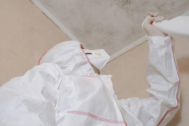 Best Attic Mold Removal  in One Loudoun, VA