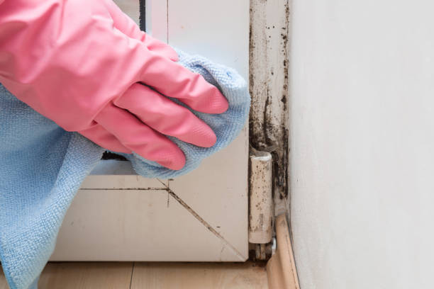 One Loudoun, VA Mold Removal Company